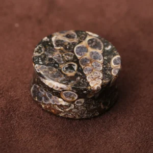 Turritella-Agate-Ear-Gauges